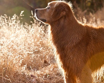 Golden Retriever, Golden Light, Dog Photography, Photo Card - 20% off on orders of 3 or more!