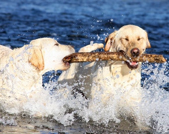 Labrador Retriever, For the Love of a Stick, Dog Photography, Photo Card - 20% off on orders of 3 or more!