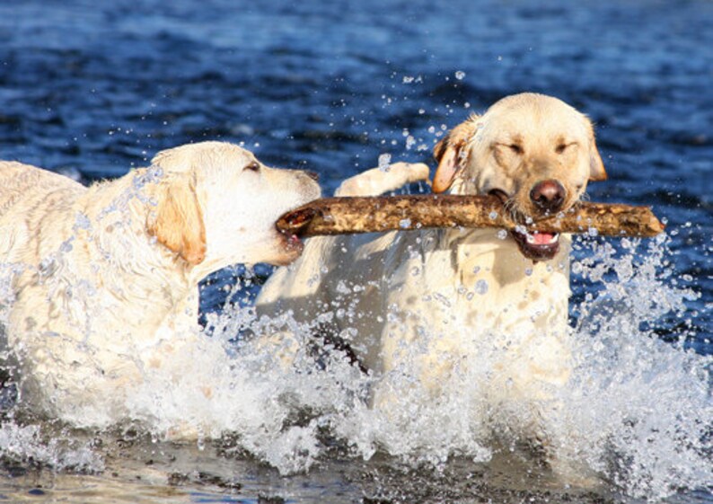 Labrador Retriever, For the Love of a Stick, Dog Photography, Photo Card 20% off on orders of 3 or more image 1