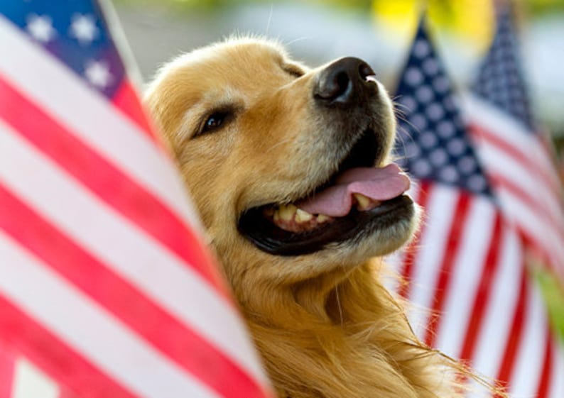 Golden Retriever with American Flags, Patriotic, Dog Photography, Photo Card 20% off on orders of 3 or more image 1