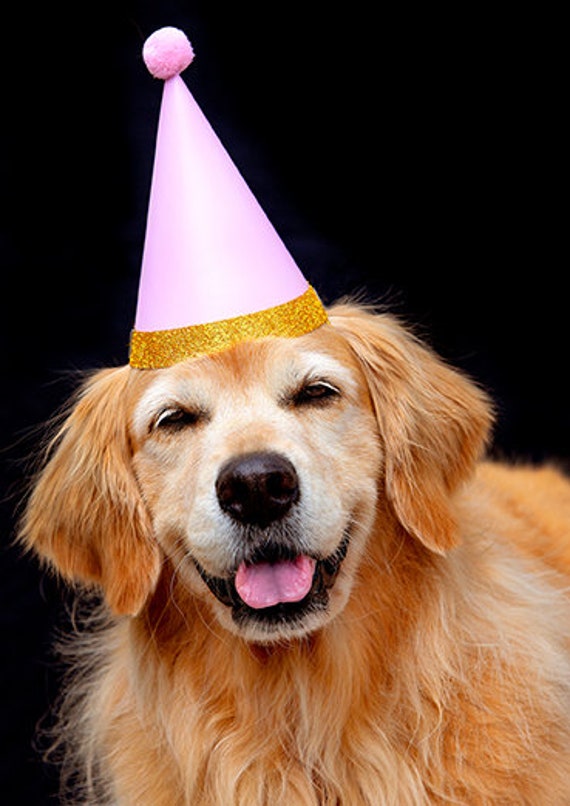 Golden Retriever, Celebration, Dog Photography, Photo Card 25