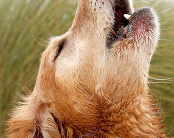 Golden Retriever, Dog Photography, Howling Dog Blank Card - 20% off on orders of 3 or more!