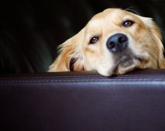 Just Lounging, Dog Photography, Golden Retriever Notecard Set, 20% off on orders of 3 or more!