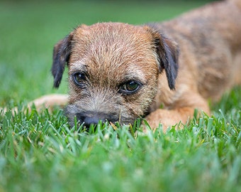 Border Terrier, Little Toffee, Dog Photography, Photo Card - 20% off on orders of 3 or more!