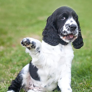 Do Russian Spaniel Howl