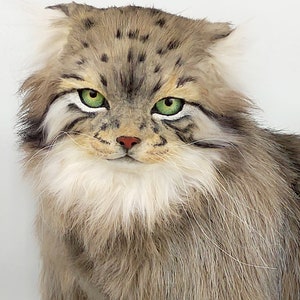 OOAK realistic Pallas&#39;cat, lifesize