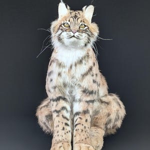 Realistic Life size Lynx Bobcat Plush | Poseable Stuffed Animal | Handmade OOAK Artist Cat Sculpture