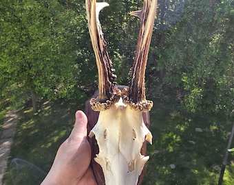 Geweih Jagd Dekoration Vintage Trophäe Rehbock