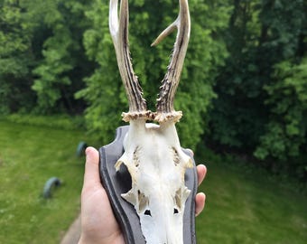 Geweih Jagd Dekoration Vintage Trophäe Rehbock