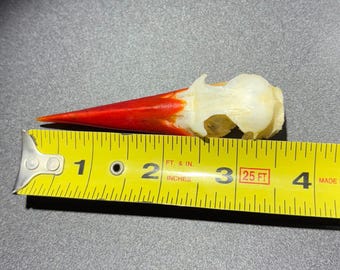 Ethically sourced Kingfisher skull Orange beak Bird Skull