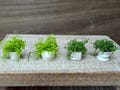 1:12 Scale Miniature Mossy Potted Plant – Dollhouse Greenery – Mini Garden Accessory