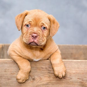 May include: A light brown puppy with a wrinkled face and sad eyes peeks over the edge of a wooden crate. The puppy's paws rest on the crate's edge. The background is a soft gray.