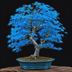 Jacaranda Bonsai Blue - Etsy