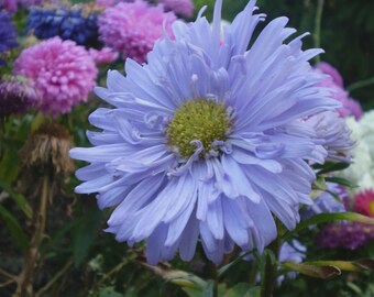 500+Powder Puff China Aster Seeds Rainbow Chrysanthemum Mix Cut flowers USAView Sold History