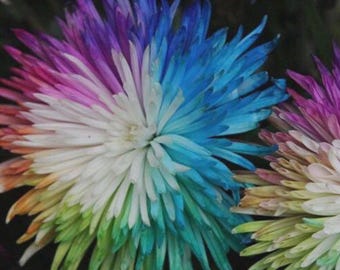 200PCS Rainbow Chrysanthemum Flower Seeds Colorful Plants Four Seasons Sowing ≈View Sold