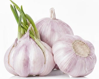California Early Softneck Garlic Seeds – Heirloom Non-GMO Culinary Garlic for Fall Planting