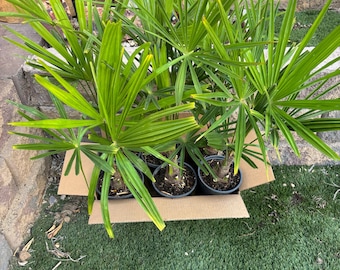 30 inch tall plus 3-4 inch thick trunk Windmill Palm (Trachycarpus fortunei) overgrown 1 gallon all rootball
