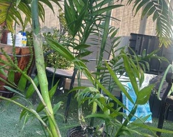 Rare Chamaedorea costaricana Palm tree over 48 inches free shipping