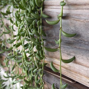 May include: Close-up of a string of bananas plant with long, trailing stems and small, green, banana-shaped leaves. The plant is in a wooden planter. The background is a light-coloured wall.