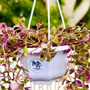 Pink Panther Schildkrötranke - Callisia Repens Hängepflanze (3,7 ""Topf)