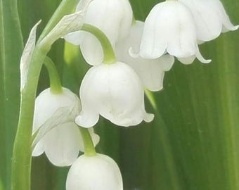Lelietje-van-dalenwortels