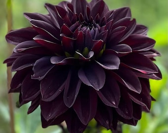 Black Dinnerplate Dahlia Tuber