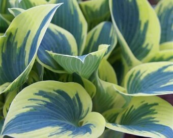 Raiz de Hosta da Primeira Geada