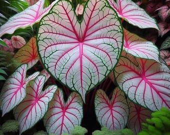 Bubble Gum Breeze Caladium Bulbs