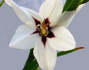 Peacock Orchid Bulbs