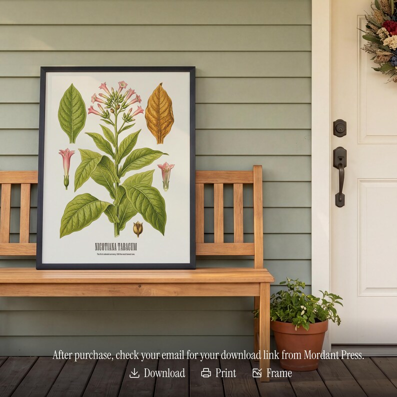 May include: A framed botanical print of Nicotiana Tabacum, showing detailed illustrations of leaves, flowers, and seed pods in green, pink, and gold. The print is displayed on a wooden bench against a light green wall. The text "NICOTIANA TABACUM" is at the bottom.