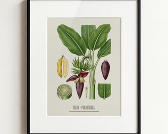 Banana Botanical Print, Vintage Musa Paradisiaca Poster, Funny Sarcastic Nature