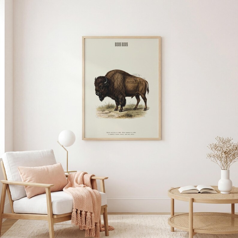 Pode incluir: Uma impress&atilde;o vintage emoldurada com uma ilustra&ccedil;&atilde;o detalhada de um bisonte. A obra de arte mostra o animal numa pose naturalista, com texto na parte superior e inferior. O bisonte &eacute; castanho com uma juba escura, sobre um fundo creme.