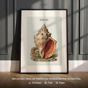 May include: Framed print featuring a detailed illustration of a Busycon Carica seashell. The artwork showcases the shell's intricate textures and natural colors, with the title "BUSYCON CARICA" at the top. The print is displayed in a black frame.