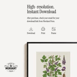 May include: A framed botanical print featuring a detailed illustration of a flowering plant with green leaves and purple flowers. The print is set against a cream background and includes the text "High-resolution. Instant Download". The Mordant Press logo is in the lower left corner.