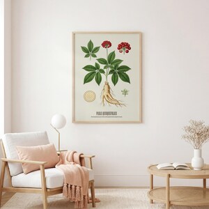 May include: A framed botanical print of Panax Quinquefolius, featuring detailed illustrations of the plant's leaves, berries, and root. The artwork is in a wooden frame and hangs above a white armchair with a pink pillow and blanket.