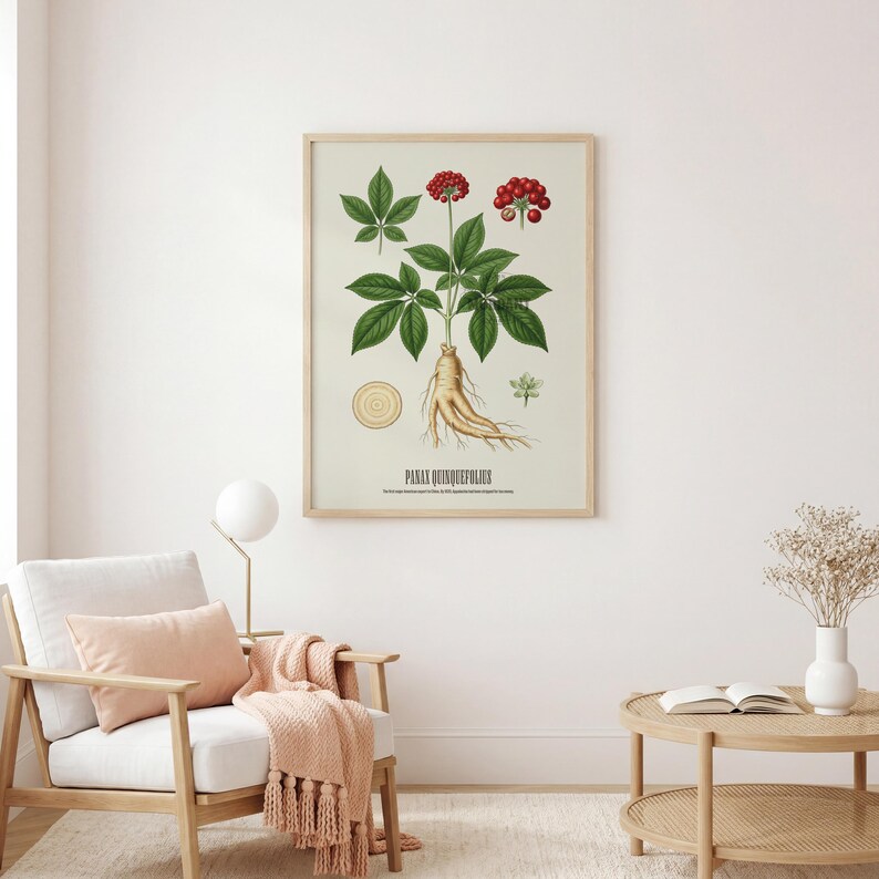 May include: A framed botanical print of Panax Quinquefolius, featuring detailed illustrations of the plant's leaves, berries, and root. The artwork is in a wooden frame and hangs above a white armchair with a pink pillow and blanket.