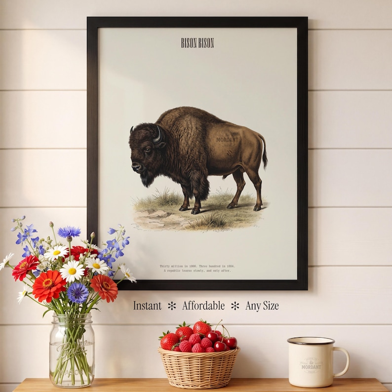 Pode incluir: Uma impress&atilde;o emoldurada com uma ilustra&ccedil;&atilde;o detalhada de um bisonte, rotulada como "BISON BISON" no topo. A obra de arte &eacute; em estilo vintage, com texto na parte inferior. Um buqu&ecirc; de flores e uma cesta de frutas est&atilde;o em primeiro plano.