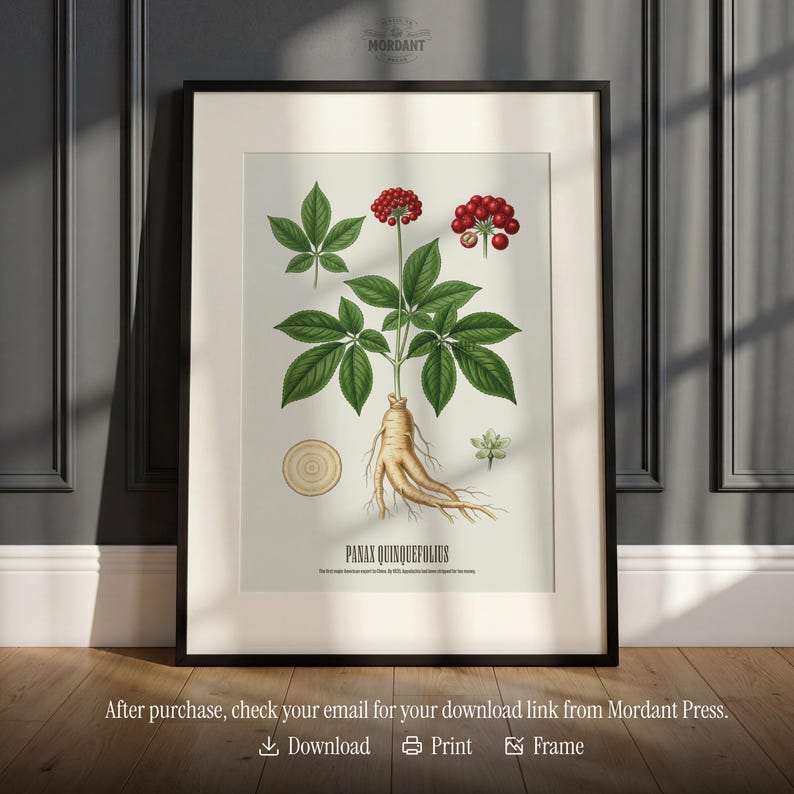 May include: Framed botanical print featuring a detailed illustration of Panax Quinquefolius, commonly known as American ginseng. The artwork showcases the plant's green leaves, red berries, and beige root. The print is set against a neutral background, with the text "MORDANT" at the top.