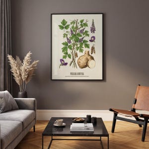 May include: A framed botanical print featuring an illustration of Pueraria Montana, with detailed drawings of its leaves, flowers, and root. The artwork showcases a vintage style with green, purple, and brown tones, perfect for home decor.