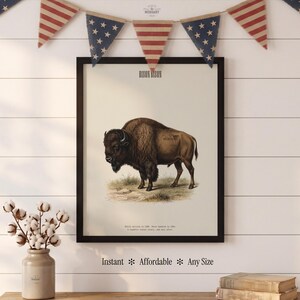 Pode incluir: Impress&atilde;o vintage emoldurada de um bisonte, intitulada "BISON BISON". A obra apresenta uma ilustra&ccedil;&atilde;o detalhada do animal em tons de castanho e bege, sobre um fundo gramado. A moldura preta &eacute; complementada por bandeirolas patri&oacute;ticas.