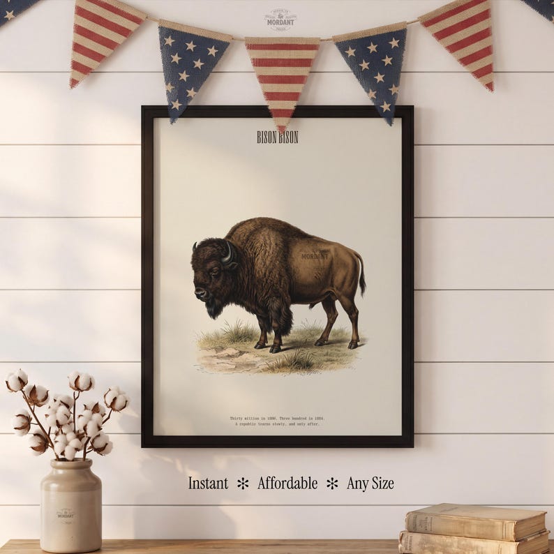 Pode incluir: Impress&atilde;o vintage emoldurada de um bisonte, intitulada "BISON BISON". A obra apresenta uma ilustra&ccedil;&atilde;o detalhada do animal em tons de castanho e bege, sobre um fundo gramado. A moldura preta &eacute; complementada por bandeirolas patri&oacute;ticas.