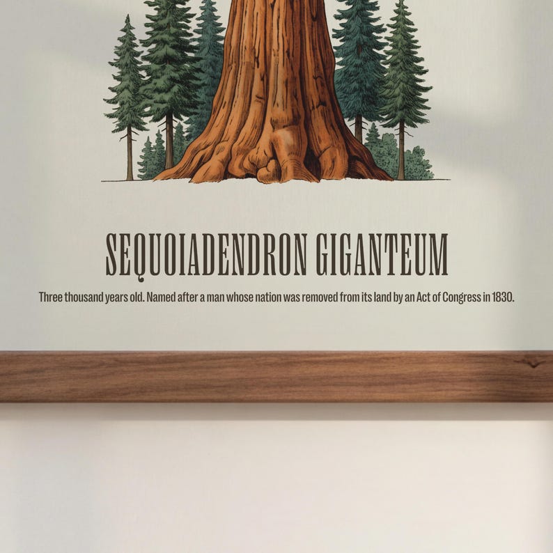 May include: An illustrated print featuring a giant sequoia tree with a brown trunk and green foliage. The text reads "SEQUOIADENDRON GIGANTEUM" and describes the tree's age and history. The print is framed with a wooden border.