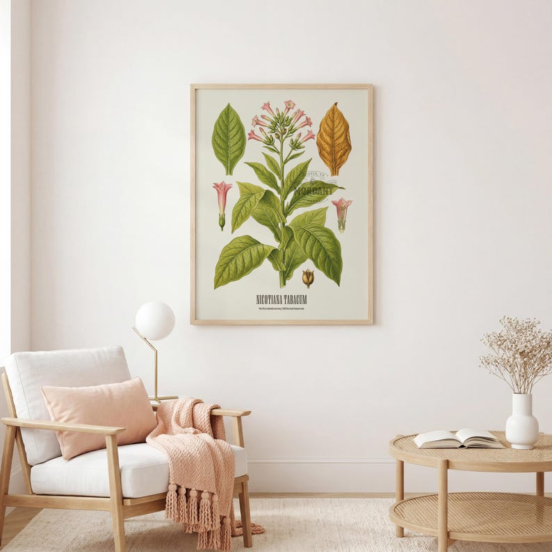 May include: A framed botanical print of Nicotiana Tabacum, depicting detailed illustrations of tobacco plant leaves, flowers, and seed pods. The artwork features green and yellow-brown hues, with the plant's name at the bottom. The print is displayed in a light-coloured wooden frame.