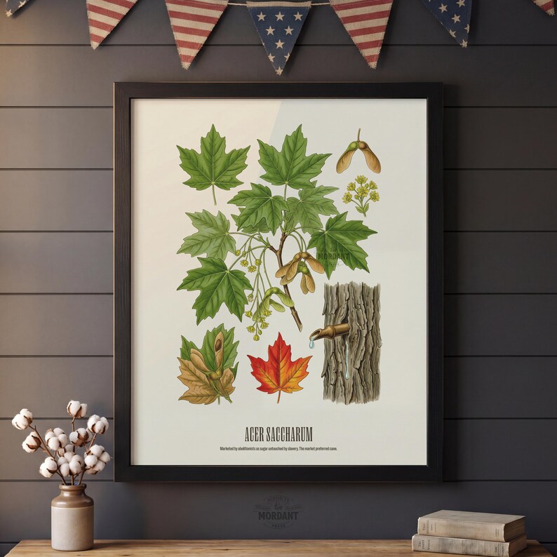 May include: A framed botanical print of an Acer Saccharum, or sugar maple. The print features detailed illustrations of leaves, seeds, flowers, and bark. The leaves are depicted in various stages of color, from green to red and brown.