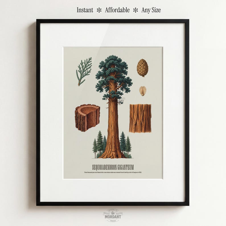 May include: Framed botanical print featuring a detailed illustration of a giant sequoia tree, including its bark, seeds, and foliage. The print includes the text "SEQUOIADENDRON GIGANTEUM" and the words "Instant * Affordable * Any Size".