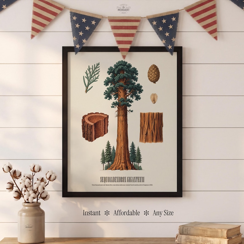 May include: A framed botanical print of a giant sequoia tree, featuring detailed illustrations of its parts. The print includes the text "SEQUOIADENDRON GIGANTEUM" and the words "Instant * Affordable * Any Size" at the bottom. The print is displayed with patriotic bunting.