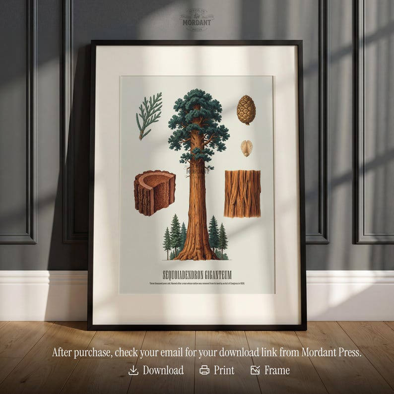May include: Framed botanical print featuring a detailed illustration of a giant sequoia tree, including its foliage, cone, and bark. The print is labeled "SEQUOLADENDRON GIGANTEUM" and includes the Mordant Press logo. The print is in a black frame.