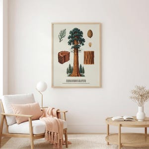 May include: A framed botanical print featuring a detailed illustration of a giant sequoia tree, including cross-sections of the trunk, needles, and a cone. The print has a light beige background and is displayed in a wooden frame.