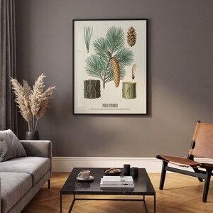 May include: A framed botanical print featuring illustrations of a pine tree. The print includes detailed drawings of pine needles, a pine cone, bark, and a cross-section of a tree trunk. The text "PINES STROBUS" is at the bottom of the print.