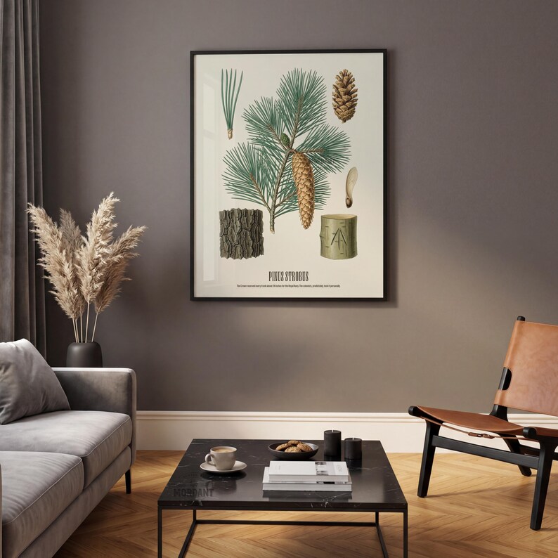 May include: A framed botanical print featuring illustrations of a pine tree. The print includes detailed drawings of pine needles, a pine cone, bark, and a cross-section of a tree trunk. The text "PINES STROBUS" is at the bottom of the print.